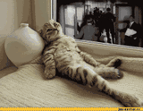 cat wagies