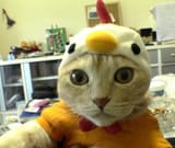 chickcat