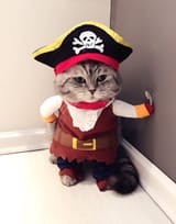 pir-cat