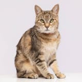 cat_489308