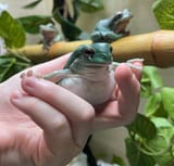 ribbit