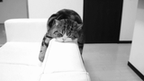 tumblr_1fb7cb7812779f30cef06abfa261653f_1ef9925a_400