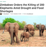 zimba