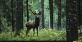 Forest_animals