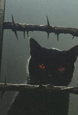 satancat