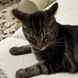 angycat