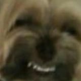 dog laugh
