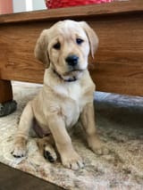 sad-puppy