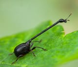 long-necked-trachelismus-family-attelabidae-v0-u392fe4w3nca1