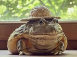 toad with hat