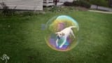 Dog-Bubble-3-1024x576
