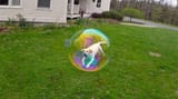 Dog-Bubble-3-1024x576
