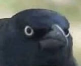 Crow of Judgement