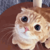 im just a sad cat