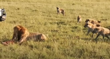 lion eats hyena in front of pack