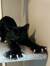 “The Chances Of You Getting Killed By A Cat Are Low, But Never Zero”_ 30 Adorably Scary Pics Of Cats And Their ‘Murder Mittens’