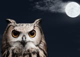 Night Owl
