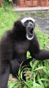 monkeys