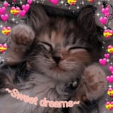 sweet dreams