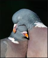 eqlkdoy1uqaf1