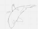 dolphinmaybe