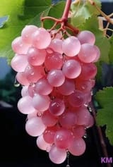 Koshu Grapes