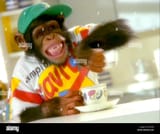 1990s-uk-pg-tips-tv-advert-grab-EXRPEJ