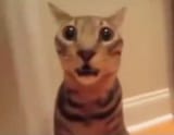 stupid shocked cat