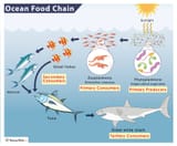 Ocean-Food-Chain-1360862156