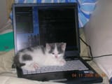 ฅ_ᐠ_ ̫ .ᐟ_ฅ ..nyaa