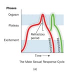 refractory period only exist in men