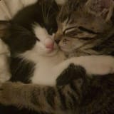 cat cuddlez