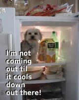 fridge dog