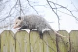 opossum13