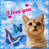 ilycat