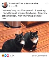 identical cats