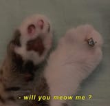 meow me