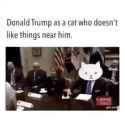 donald trump as a cat that doesn&#039;t like thing near him_thumb.jpg