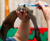 brushy brushy brushy
