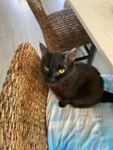 my_chud_kitty
