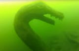 15499347_web1_ogopogo2