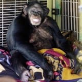Travis_chimpanzee