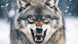 snarling-wolf-staredown-stockcake