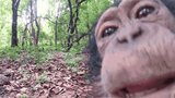 monkey lick