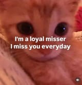 loyal misser