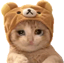 sad-cat
