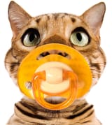 cat-02-je0076-01p