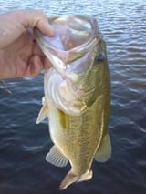 BASS5