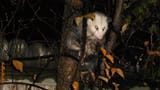 opossum29