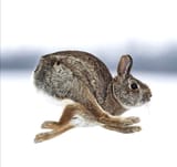 bunny